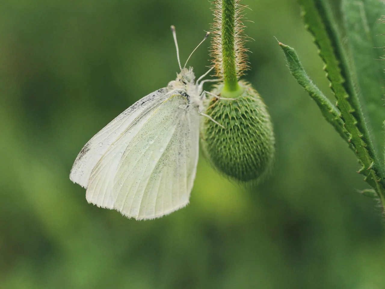 Biały motyl bielinka siedzący na owłosionym zielonym pąku rośliny