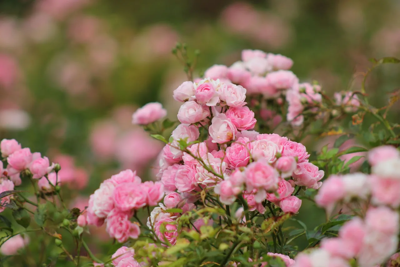 Kwitnące różowe róże okrywowe na rabacie w ogrodzie